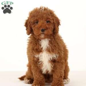 Ranger, Mini Whoodle Puppy